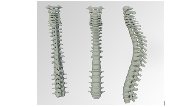 Can A Chiropractor Realign Your Spine, How?